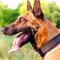 Malinois Softly Padded Leather Collar