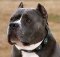 Wide Leather Pitbull Collar with Conchos and Blue Stones for Walking