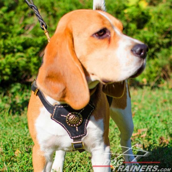 Tracking / Walking Leather Beagle Harness with Medallion in the Center