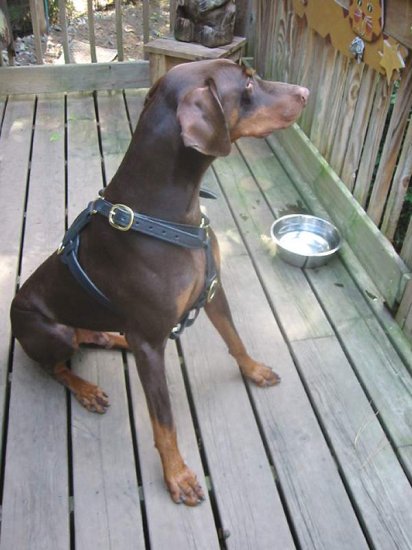 Adjustable Leather Dog Harness for Tracking