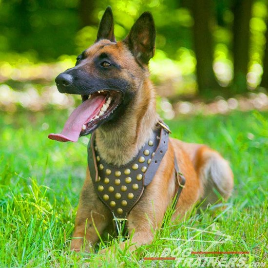 Malinois Studded Leather Dog Harness for Walking and Training