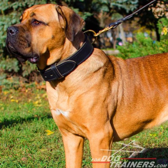 Comfortable 2 Ply Leather Cane Corso Collar for Agitation Training