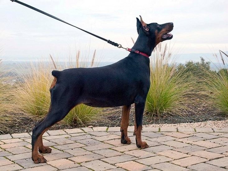 New Doberman Show leather dog leash - L3-10mm - Click Image to Close