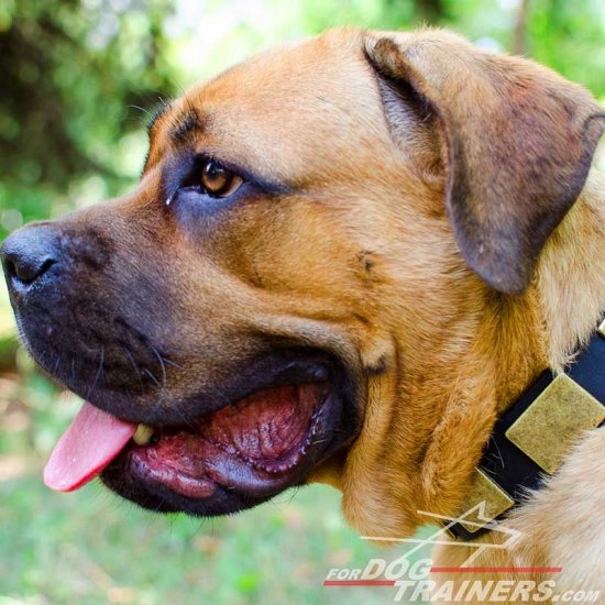 Gorgeous War Leather Cane Corso Collar - Like in the Movies