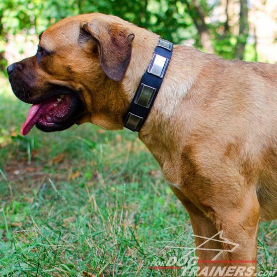 Extraordinary Leather Cane Corso Collar with Awesome Plates