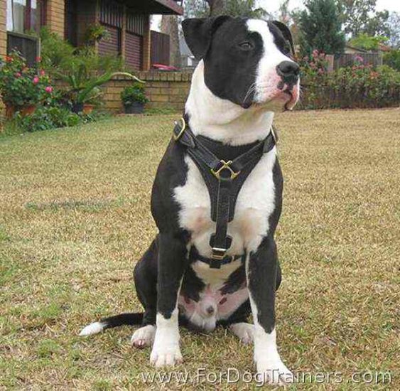 Great looking Tyson wearing our handcrafted leather dog harness for Pitbulls