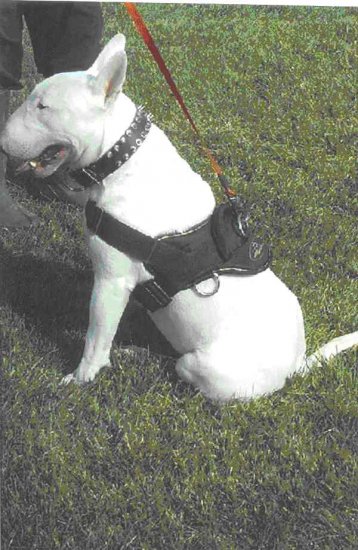 All Weather dog harness for tracking / pulling Designed to fit Bull Terrier- H6_1 - Click Image to Close