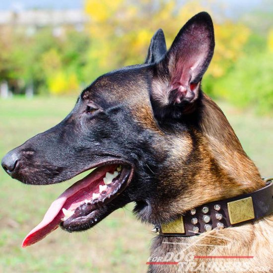 Malinois Spiky Leather Collar with Old Brass Massive Plates