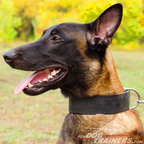 Malinois Super Strong 2 inch Wide Leather Collar for Walking