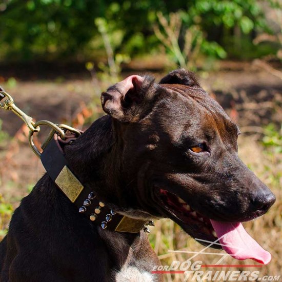 Leather Pitbull Collar with Massive Brass Plates and Nickel Plated Spikes and Cones