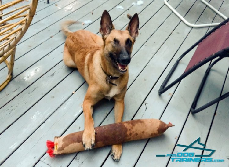 Argo Playing with Huge Leather Bite Tug with 2 Handles for Belgian Malinois