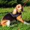 Lightweight Adjustable Nylon Beagle Harness for Pulling, Walking and Training