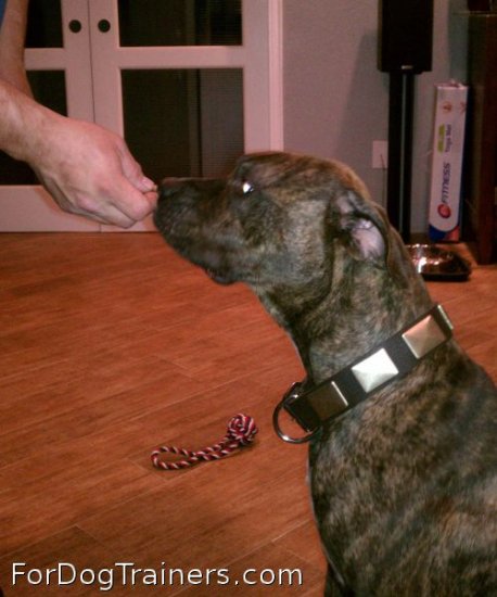 Pitbull is happy about having Gorgeous War Dog Leather Collar - Like in the movies - c83