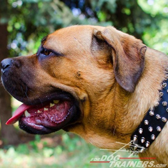 3 Rows Leather Spiked Cane Corso Collar