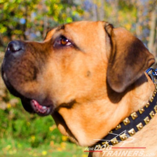 Exclusively Designed Fashion Leather Cane Corso Collar with Brass Studs - "Caterpillar"