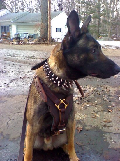 Malinois 3 Rows Leather Spiked Dog Collar -S44 - Click Image to Close