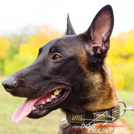 Malinois Impressive War-like Leather Collar with Plates