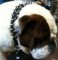 Bruce has pleasant look in 20%Discount - 3 Rows Leather Spiked and Studded Dog Collar -S55