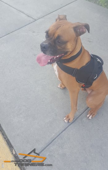 Adjustable Nylon Dog Harness Designed to Fit Boxer Perfectly