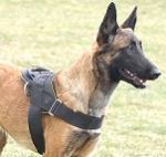 All Weather dog harness for tracking / pulling Designed to fit Malinois