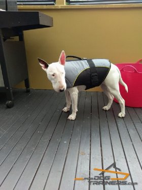 Nylon English Bullterrier Harness for Rehabilitation and Winter Walking