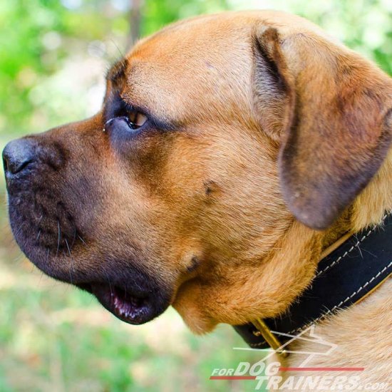 Royal Nappa Hand Made Leather Cane Corso Collar