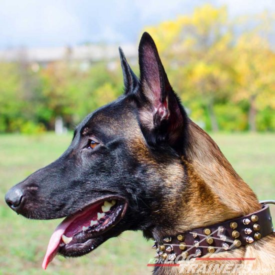 Leather Belgian Malinois collar with 3 spikes+3 old brass pyramids