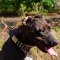 Leather Pitbull Collar with Massive Brass Plates and Nickel Plated Spikes and Cones