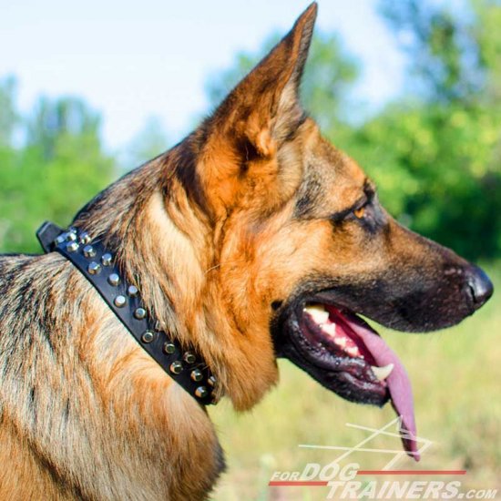 German Shepherd Leather Dog Collar with Cones - Click Image to Close