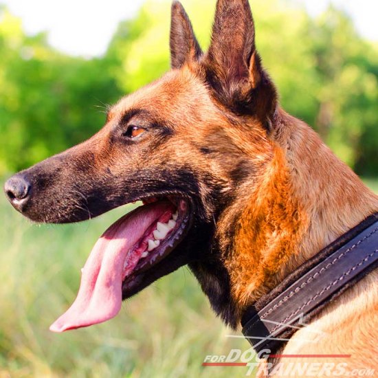 Malinois Softly Padded Leather Collar