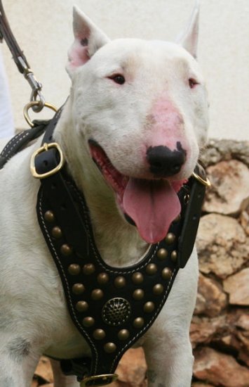 Royal Bull Terrier Harness - Exclusive Design Studded Leather Harness