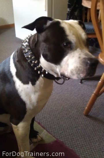 VooDoo in 3 Rows Leather Spiked and Studded Dog Collar