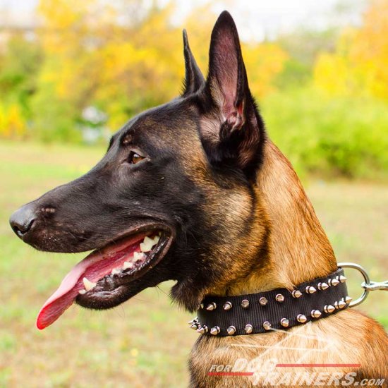 Black Nylon Spiked Belgian Malinois Collar