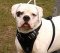 Training Padded Leather Dog Harness Perfect For Your American Bulldog H1
