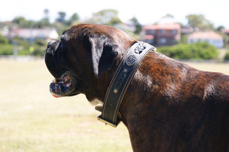 Kaiser wearing our exclusive Royal Nappa Padded Hand Made Leather Dog Collar - Fashion Exclusive Design - code C43 - Click Image to Close