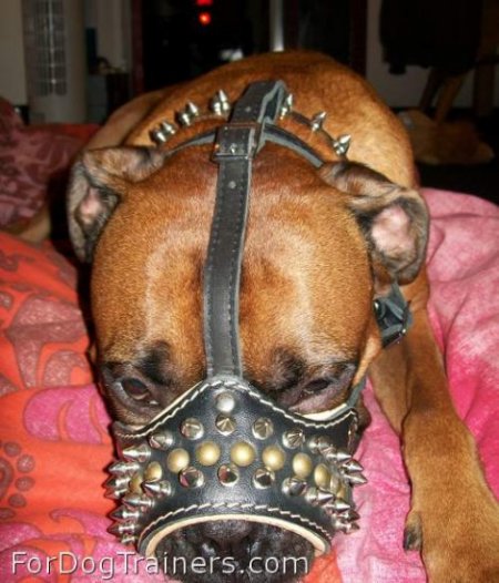 Boris looks powerful in Padded dog muzzle with spikes for all breeds M61