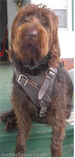 Winston Labradoodle looking gorgeous in his new Leather Dog Harness H1