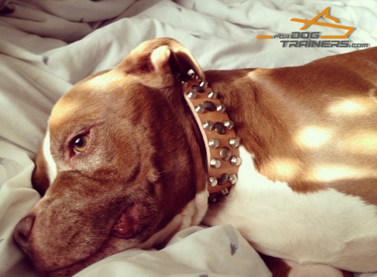 Custom Leather Pitbull Collar Matches Dadi Perfectly