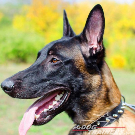 Leather Belgian Malinois Collar With One Row of Spikes