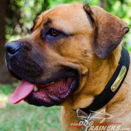 Leather Cane Corso Collar with Name Tag