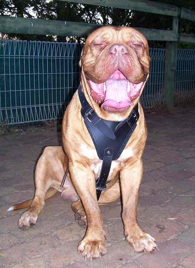 Agitation / Protection / Attack Leather Dog Harness Perfect For Your Dogue de Bordeaux H1_1