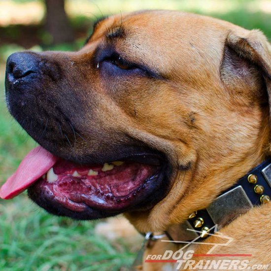 Royal Fashionable Leather Cane Corso Collar with Brass Spikes and Nickel Plates