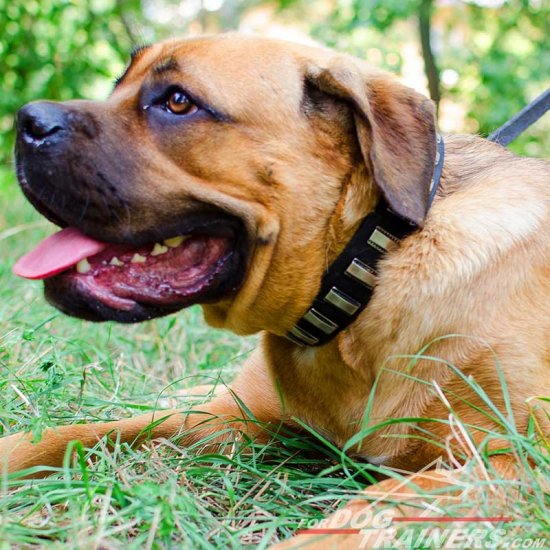 Fashion Leather Cane Corso Collar with Horizontal Plates