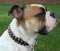 Tank English Bulldog looks wonderful in Leather Spiked Dog Collar - s33