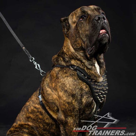 Cane Corso Mastiff Spike Dog Harness-Custom handmade dog harness