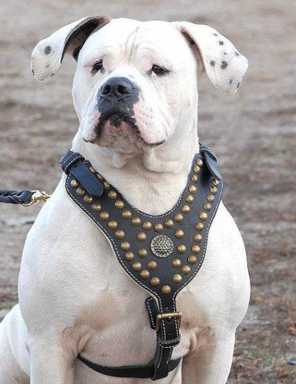 Royal Dog Harness-Exclusive Design Studded Leather Harness-American Bulldog