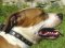 Gorgeous Leather Dog Collar - Fashion Exclusive Design_12