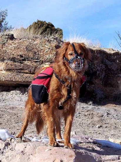 Hunter wearing our exclusive Basket Wire Dog Muzzle Light - M4light