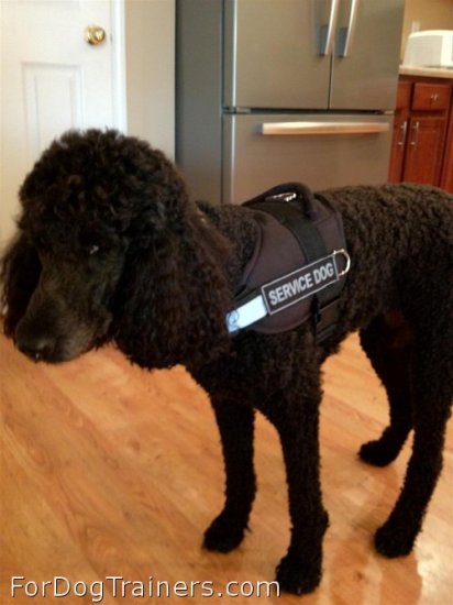 Nice Poodle in All Weather Reflective harness H6plus - Click Image to Close