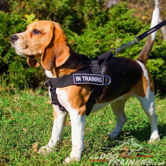 Nylon Beagle Harness for Pulling, Tracking, Training and SAR - Click Image to Close